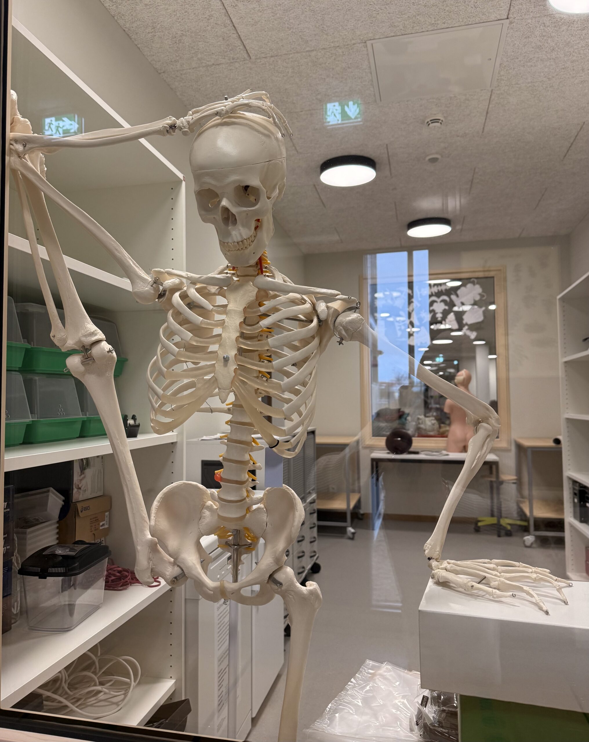 Ein Skelett im Klassenzimmer